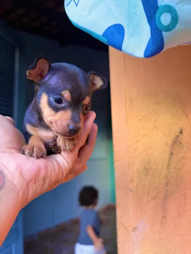 Pinscher zerinho macho 