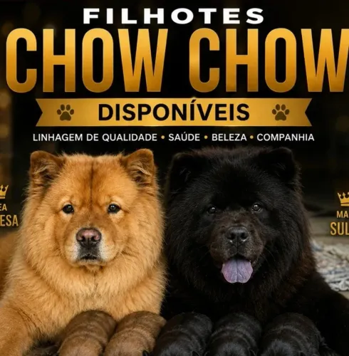 Filhote de Chow Chow Puro