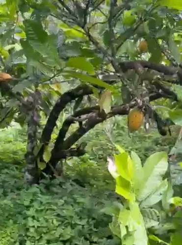 Fazenda de Cacau