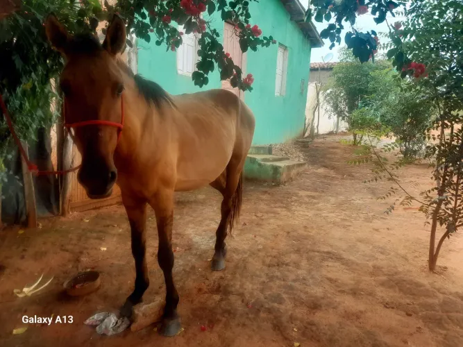 Cavalo de 3 anos