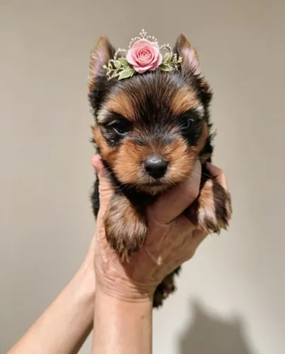 Yorkshire Princesinha Encantadora