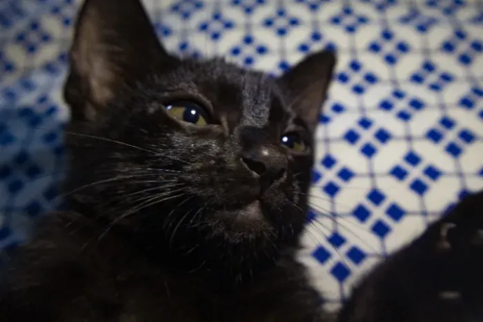 GATOS FILHOTES PARA ADOÇÃO