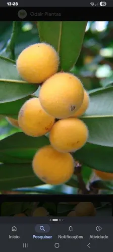 Muda de pé de jabuticaba amarela