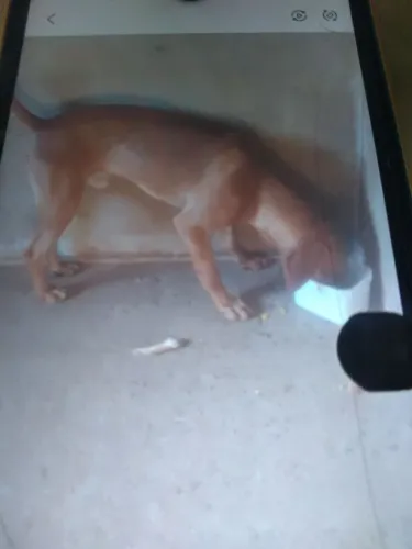 Cachorro americano