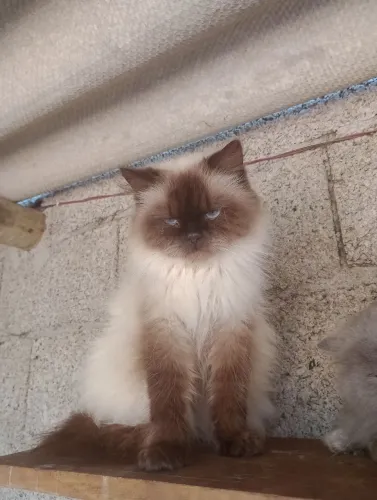 Gatos persas e Himalaios 