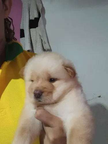 Vendo filhotes de chow chow 900 36 