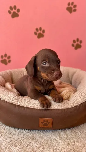 Cachorro