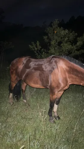 Cavalo Colorado 