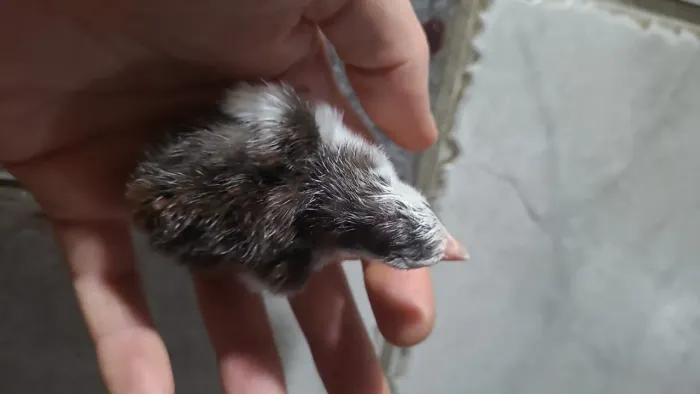 Vendo filhotes de angolista 30 reais cada ou 4 por 100 