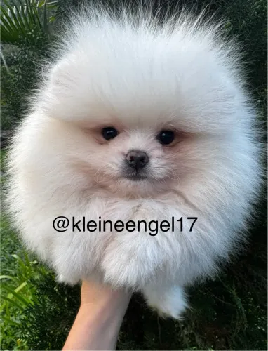 Lulu da Pomerania macho branco