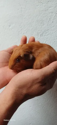 Porquinho da Índia Padrão Europeu Macho filhote