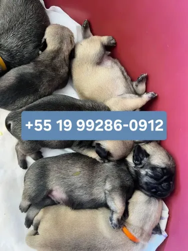 ( + * ) DOA-SE PUG