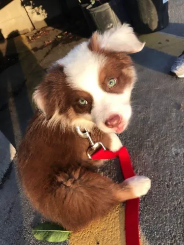 Filhote border collie, Amor puro, carinho sincero e muitas brincadeiras garantidas!