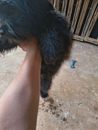Cachorro