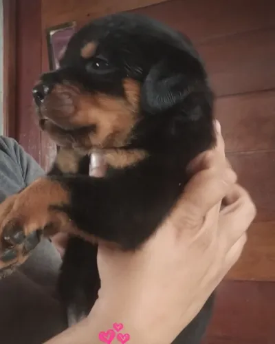 Rottweiler