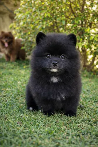 Spitz alemão- macho black - 10x sem juros