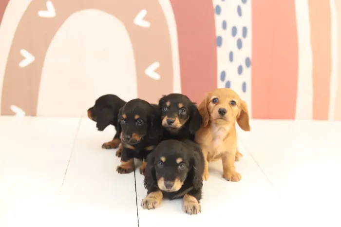 Dachshund ( Famoso linguiçinha pelo longo ) 