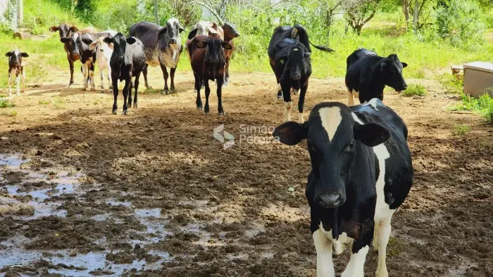 Imóvel para venda com 760000m² com 2 quartos em Centro - Simão Pereira - MG