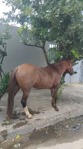 Vende-se egua petiça manda de egua andar ou troco em outro cavalo grande 
