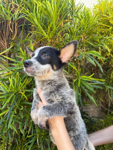 Boiadeiro australiano 