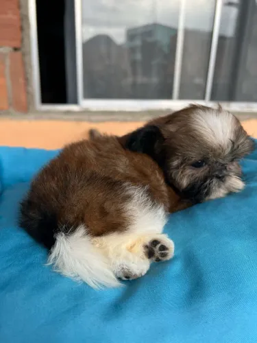 Shih tzu