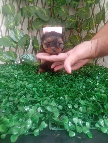 Yorkshire Terrier Puro