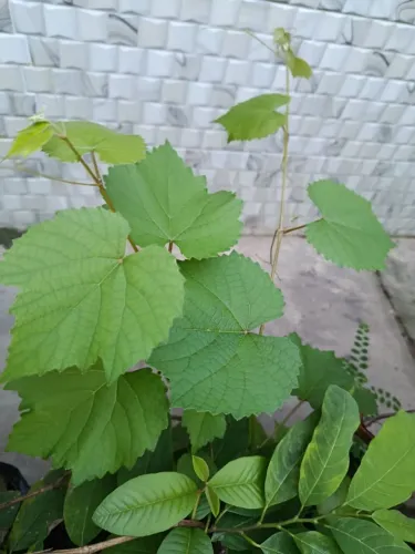 Mudas de parreiras e goiabeiras