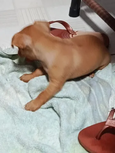 Vendo Pinscher MACHO 0