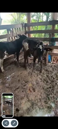 2 Bezerros Anelorado R$2.750,00 cada