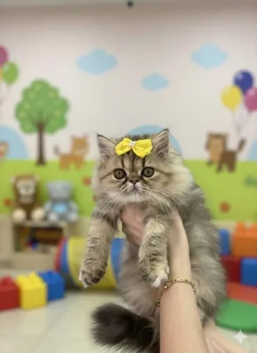 Linda fêmea de gata persa