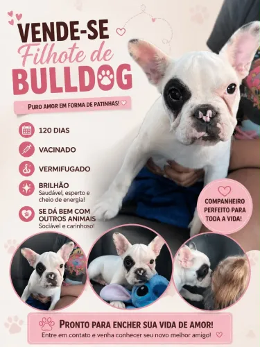 Filhote bulldog francês 