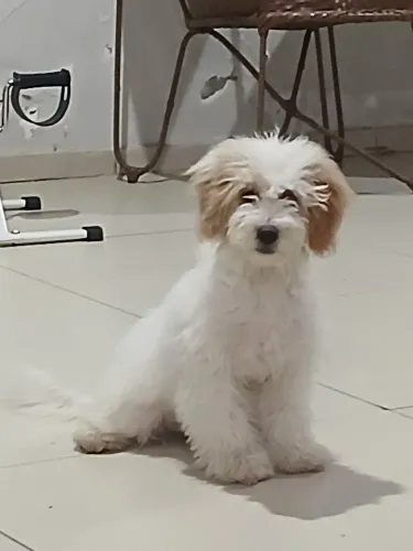 Poodle Toy macho 