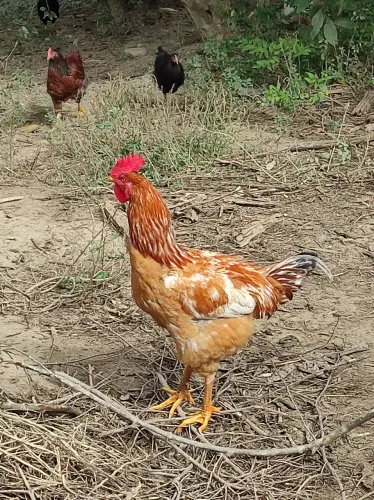 Galo Grande linhagem de galinhas Altas.