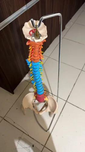 COLUNA VERTEBRAL ANATOMIC