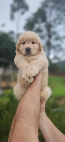 Golden Um filhote cheio de vida esperando um colo seguro