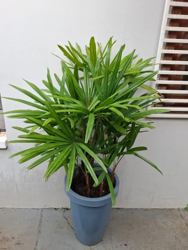 VENDO PALMEIRAS VEITCHIA, RÁFIS