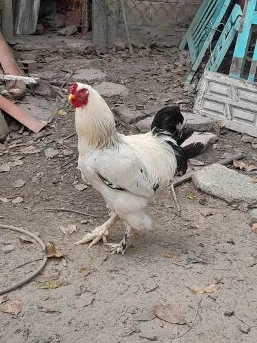 Galo bramah
