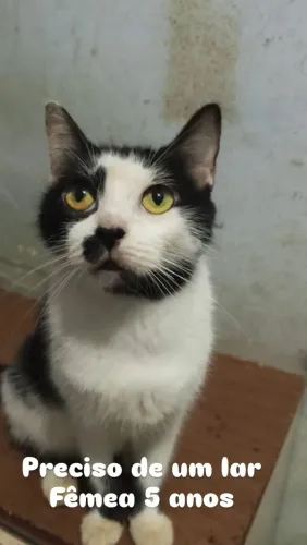 Doação de gato 