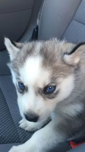 Filhotes de Husky Siberiano | O carinho que faltava na sua casa