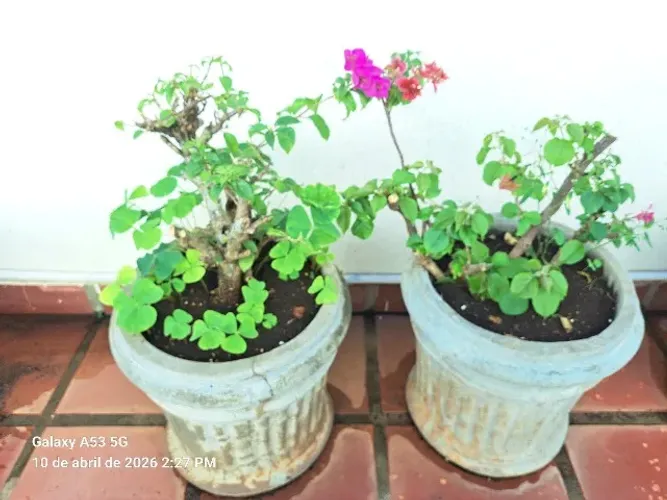 VENDO VARIOS VASOS DE CONCRETO  E CERÂMICOS COM PLANTAS  VARIADAS - VENDA TOTAL