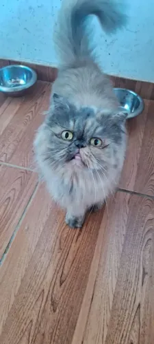 Gatinha persa prenha