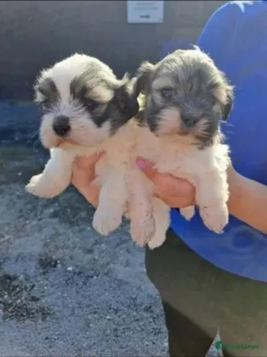 Filhotes de Shih Tzu | Amoroso e sociável.