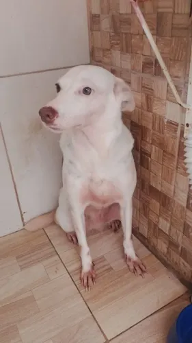 Pet para adoção URGENTE!!!
