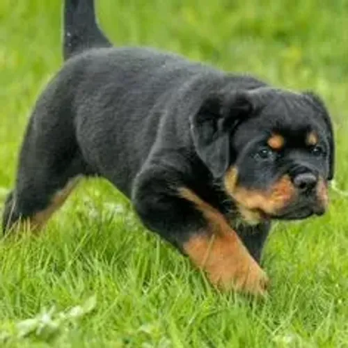 Rottweiler,Rottweiler Filhote com Forte Padrão da Raça e Ótimo Temperamento
