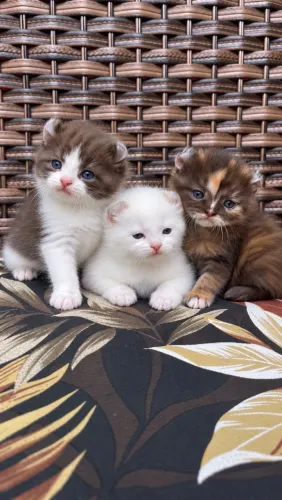American curl 