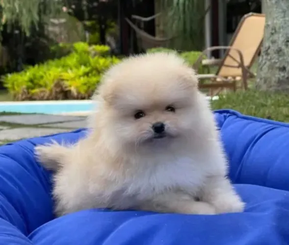 Lulu da pomerânia anão PEDIGREE DE PUREZA