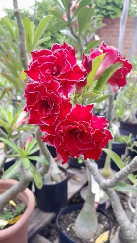 Rosa do Deserto 