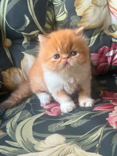 Gato Persa