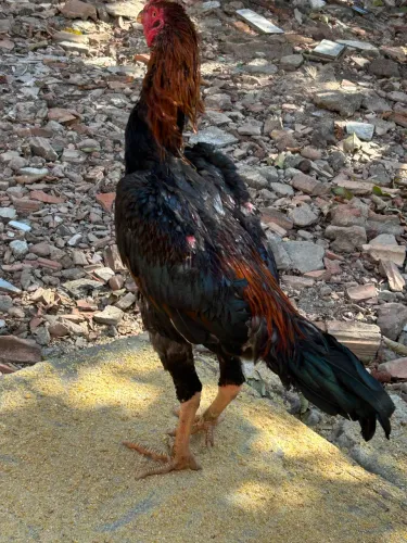 Frango Carioca