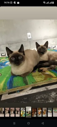 Doando gatinhos 